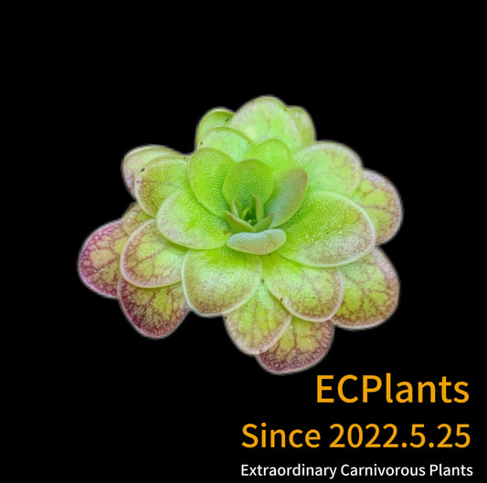 Pinguicula “Magic Mario”