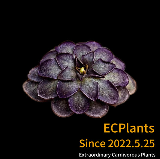 Pinguicula “Purple Scale”