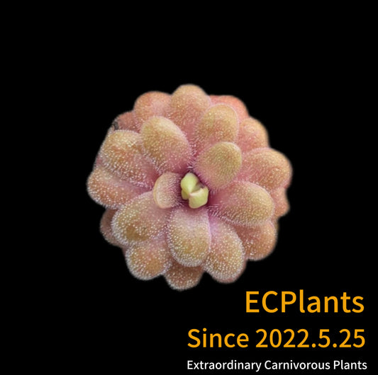 Pinguicula “Emarginata” -red x  “Gypsicola”