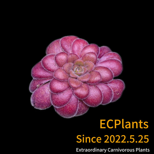 Pinguicula Guatemala-red