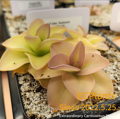 Pinguicula Guatemala-red