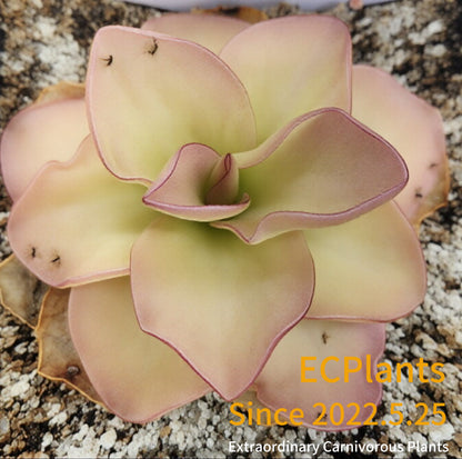 Pinguicula Guatemala-red