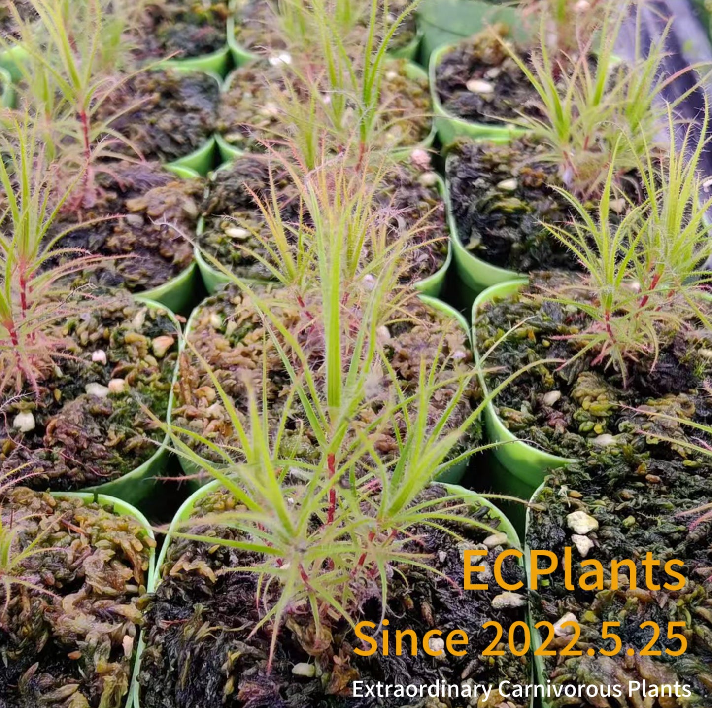 Roridula Gorgonias