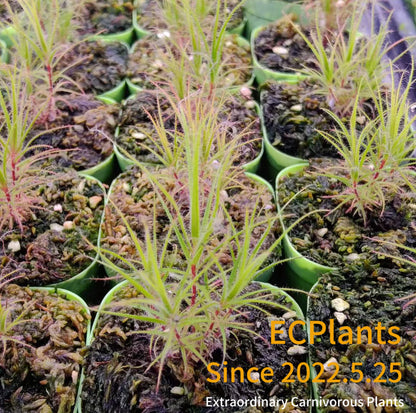 Roridula Gorgonias