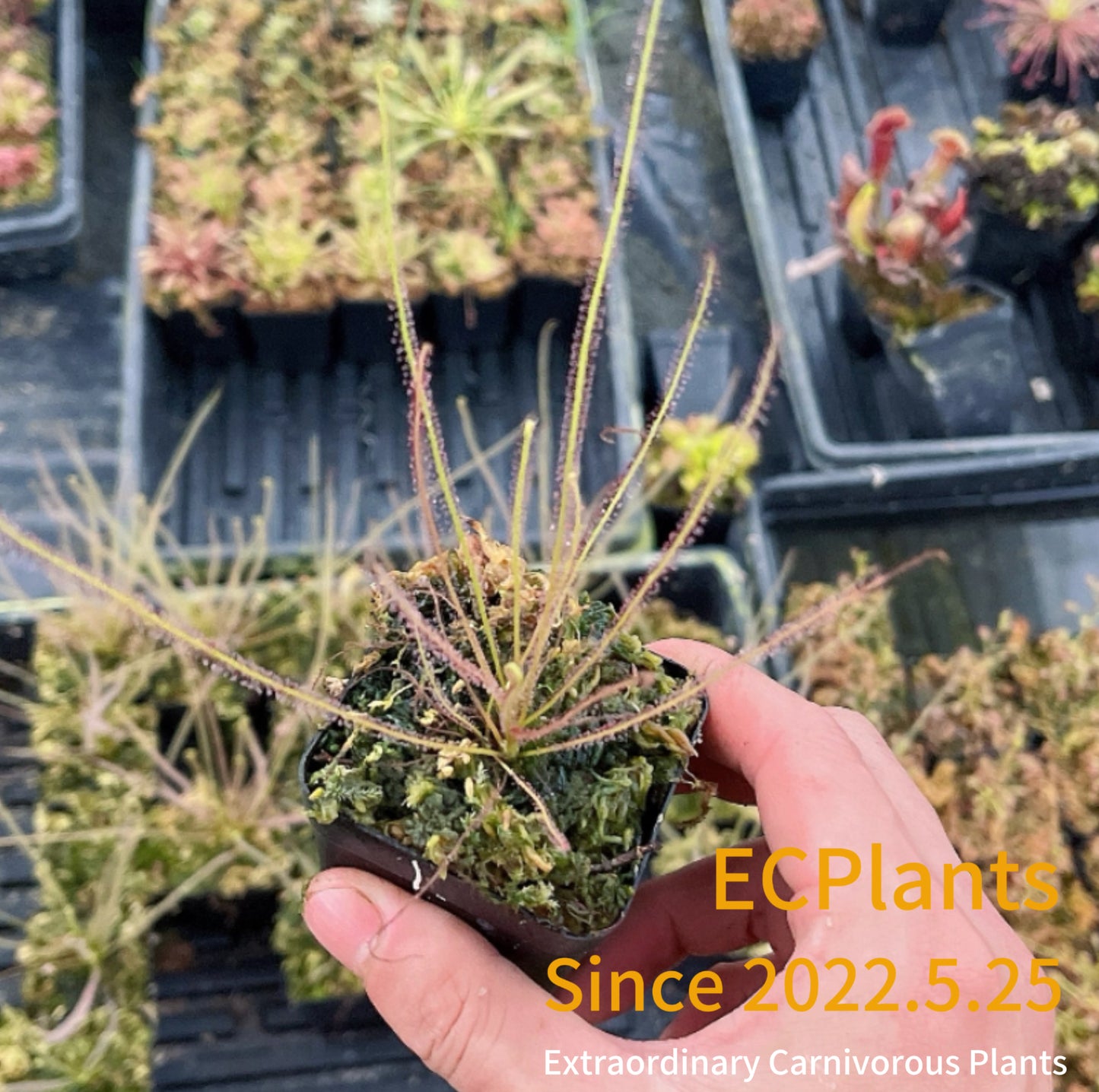 Drosera Filiformis