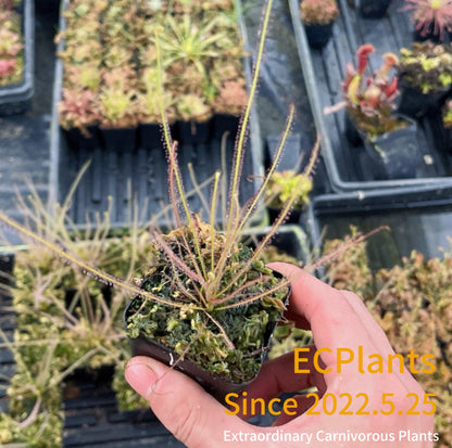 Drosera Filiformis