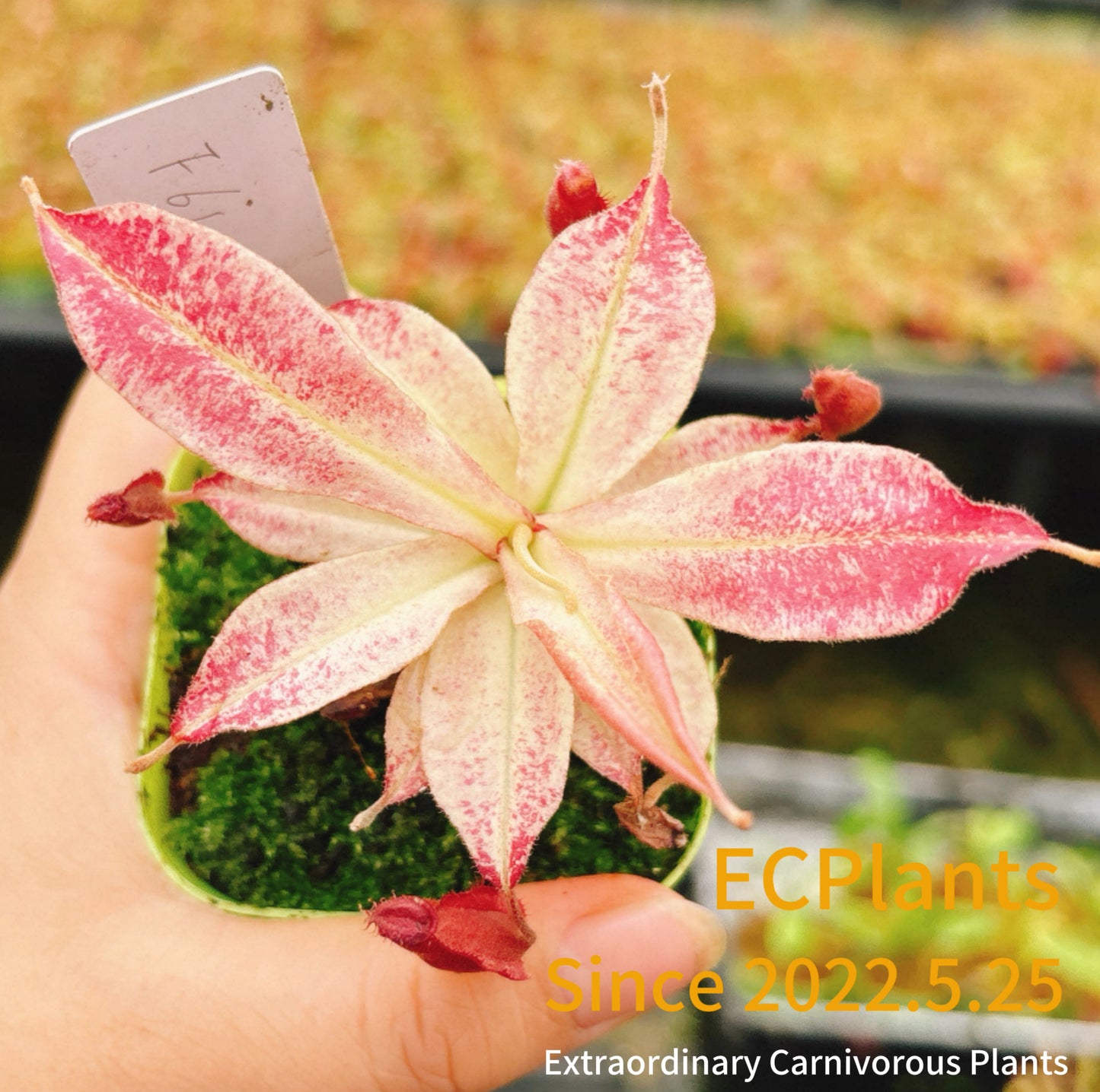 Nepenthes Mirabilis var.globosa（Viking）x Ampullaria black miracle