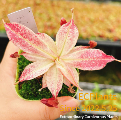 Nepenthes Mirabilis var.globosa（Viking）x Ampullaria black miracle