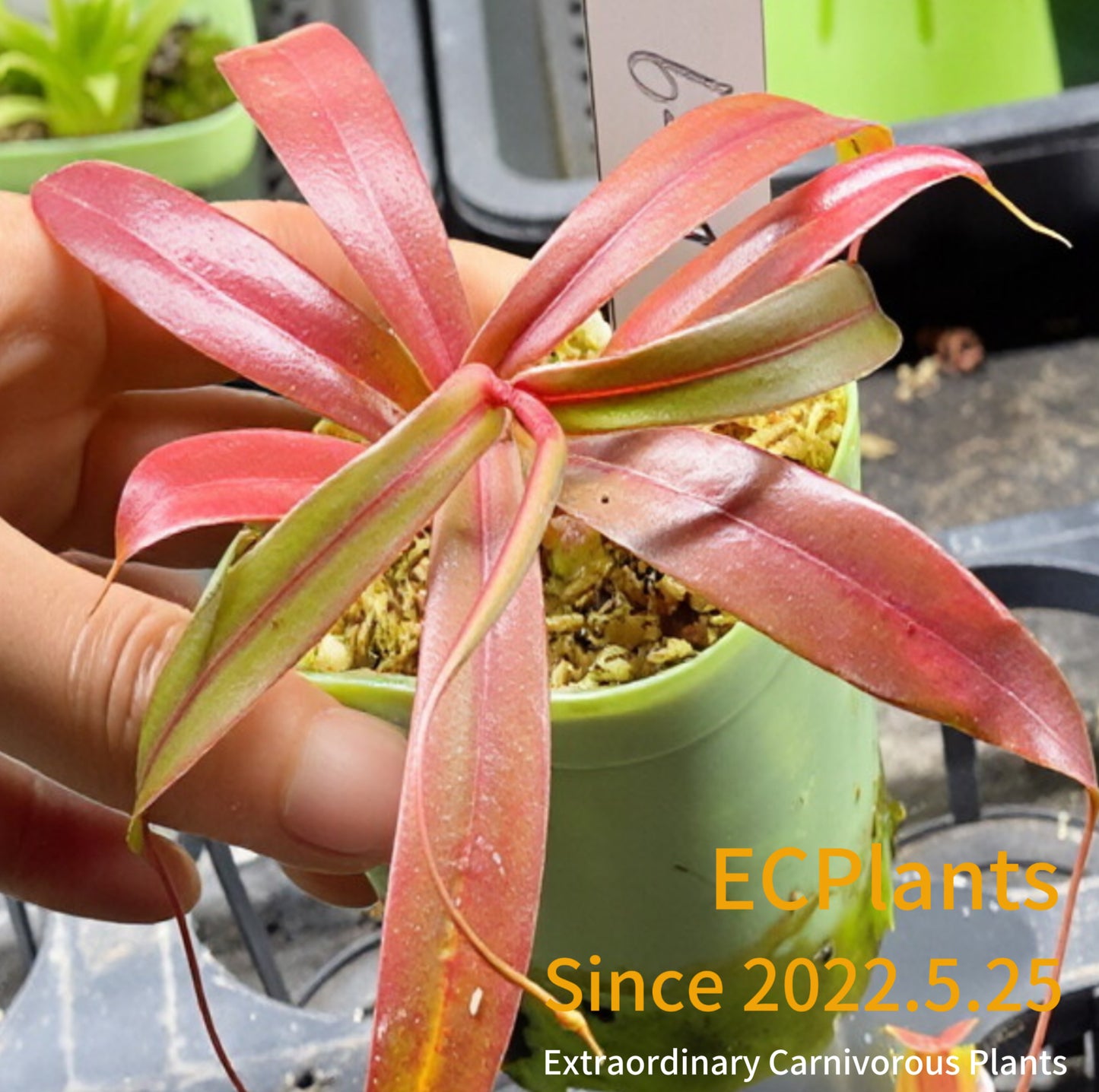 Nepenthes Bellii