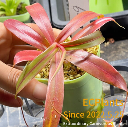 Nepenthes Bellii