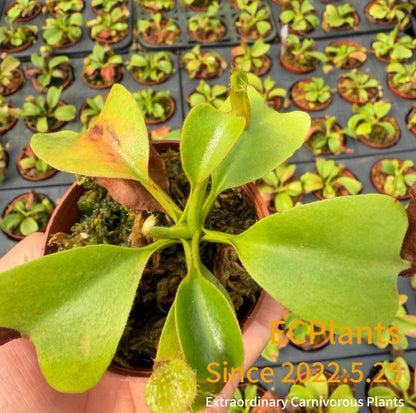 Nepenthes Nebularum
