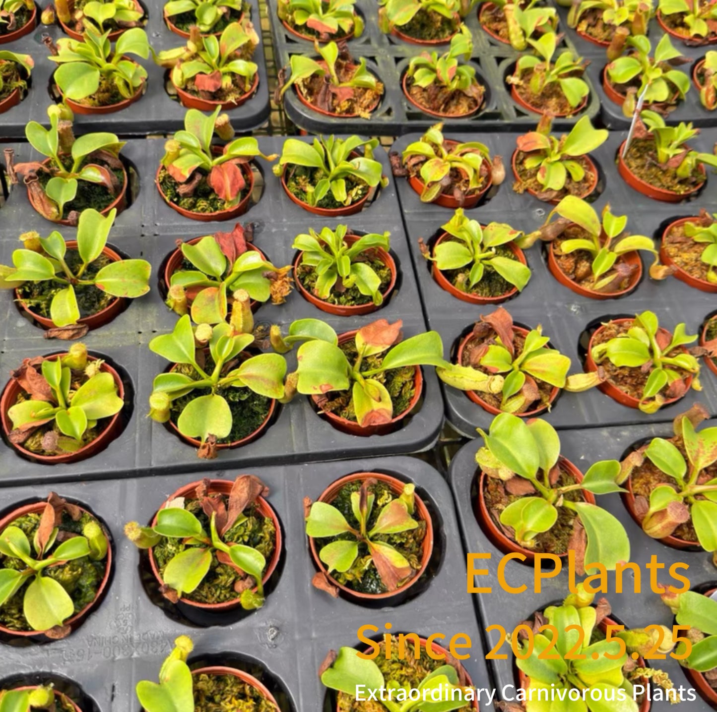 Nepenthes Nebularum