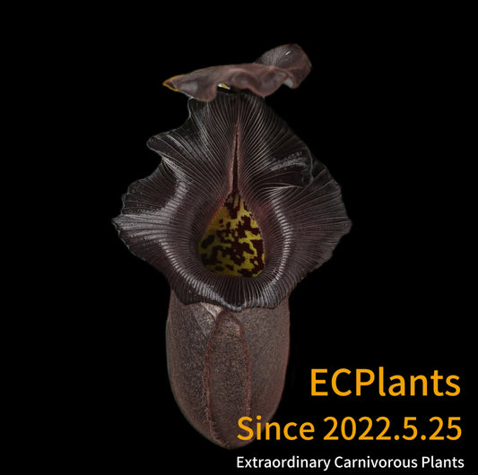 Nepenthes Nebularum