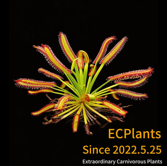 Drosera Capensis