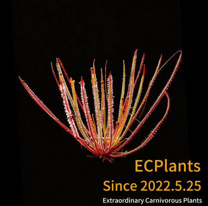 Drosera Filiformis