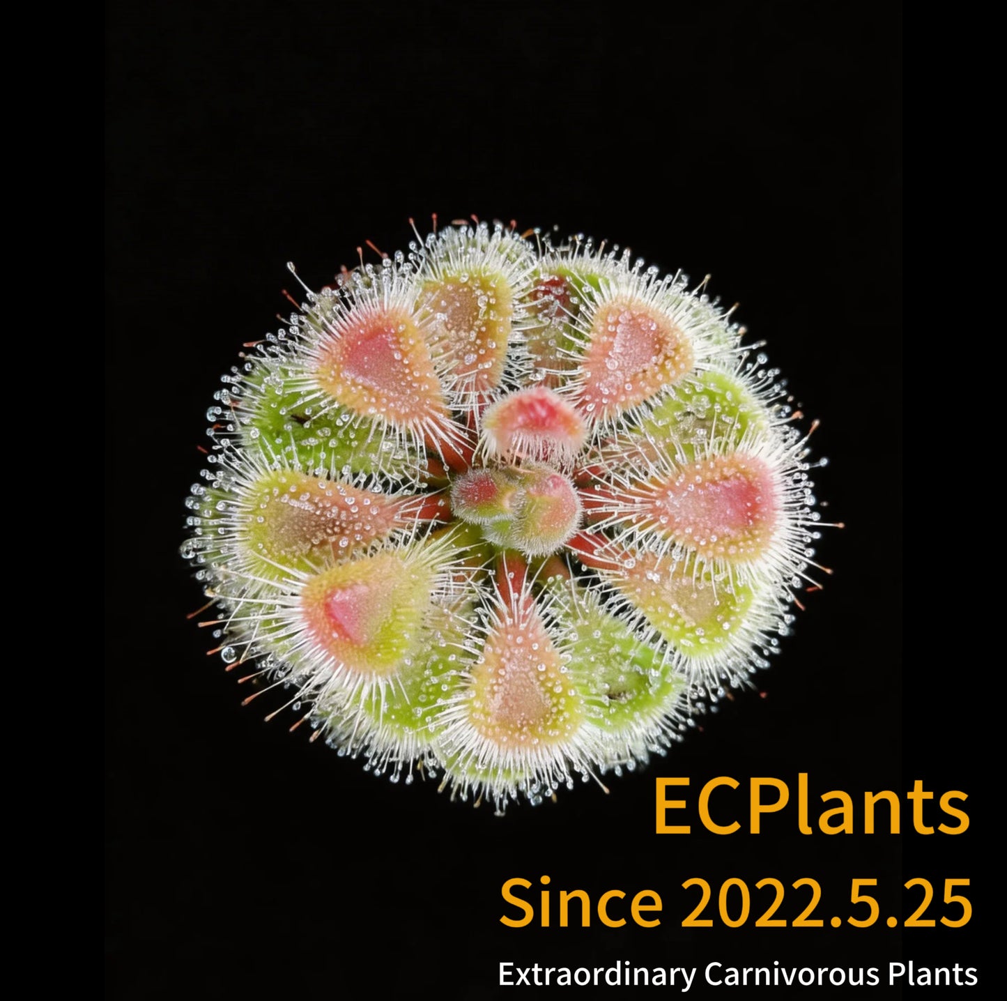 Drosera Burmanni