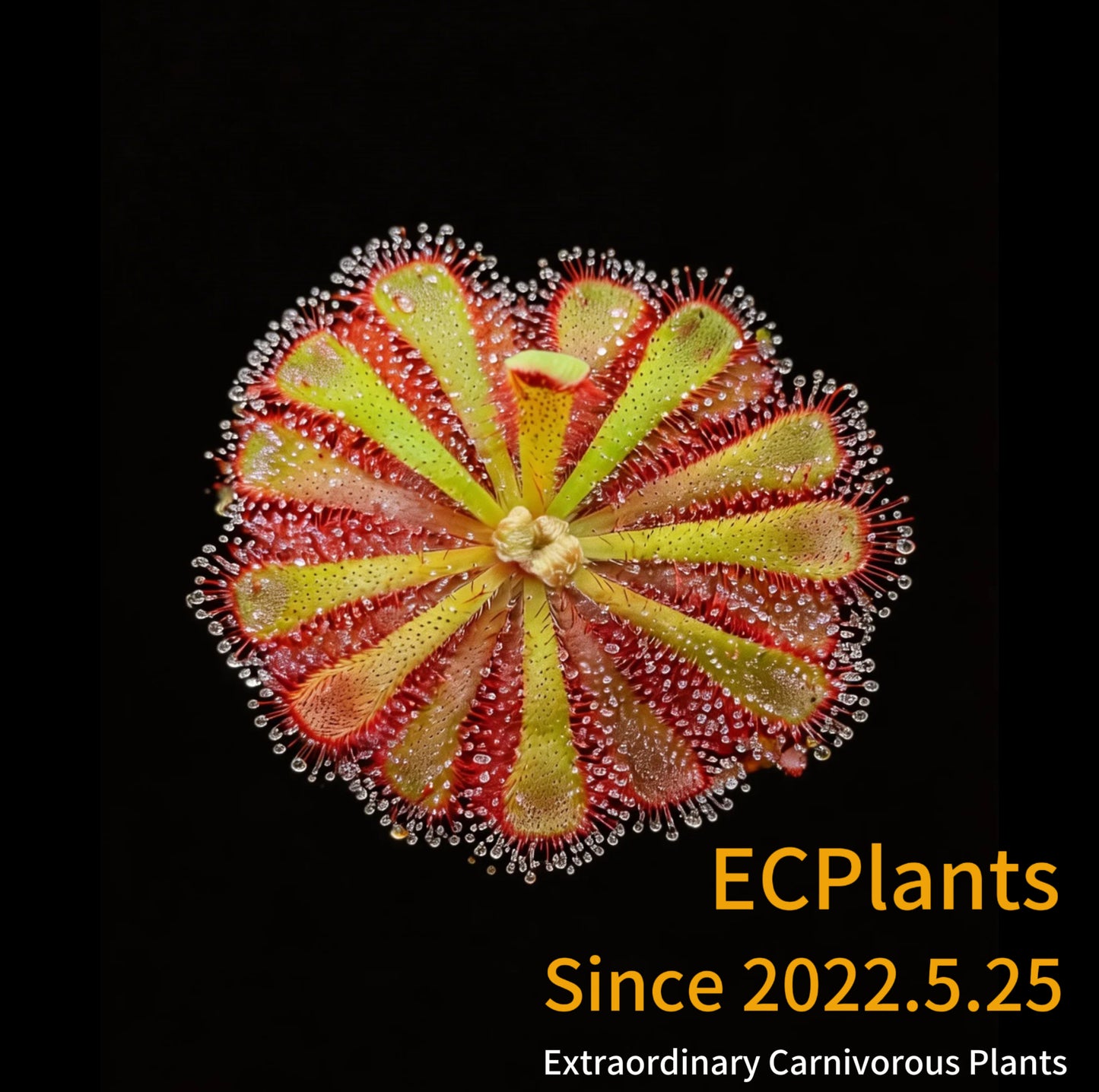 Drosera Aliciae