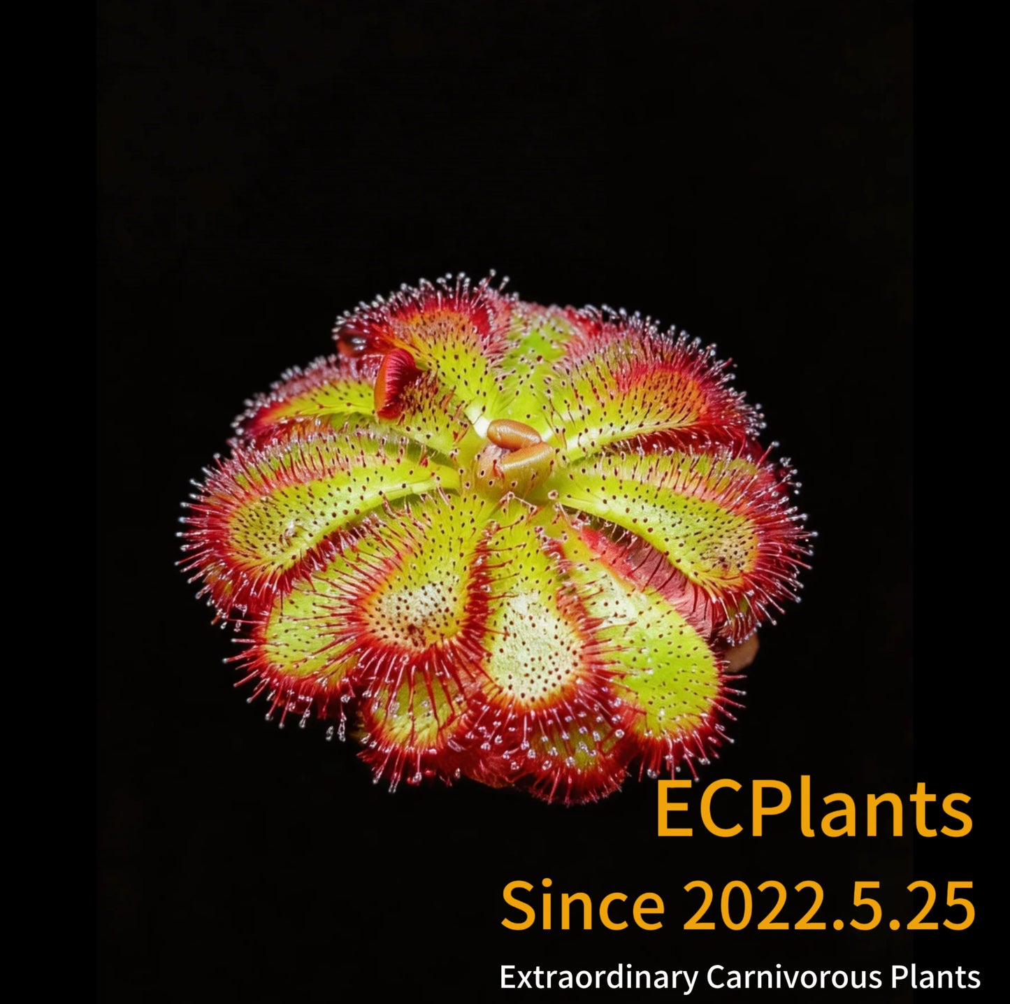 Drosera Admirabilis