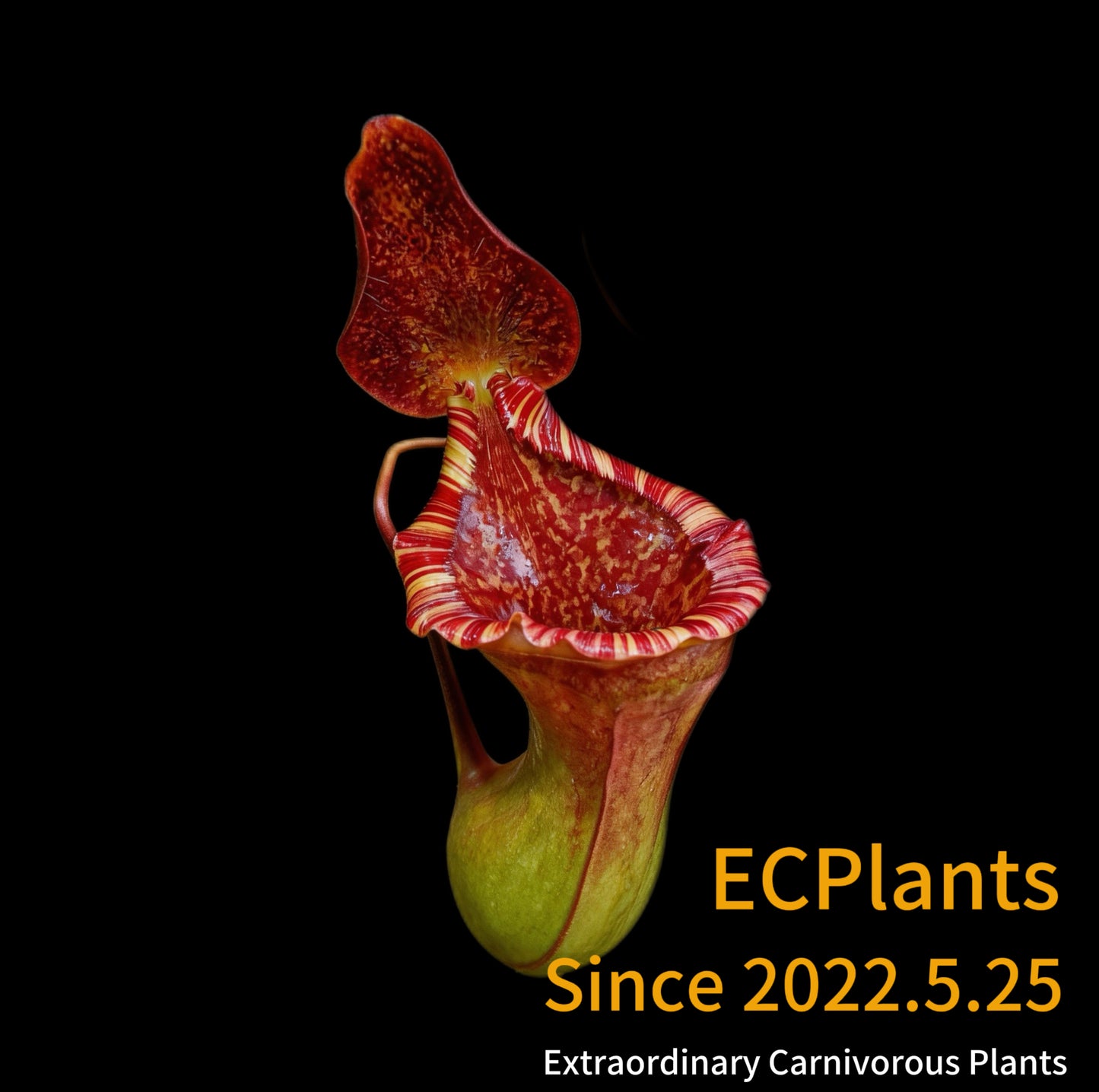 Nepenthes “Lowii” x “Ventricosa“- red