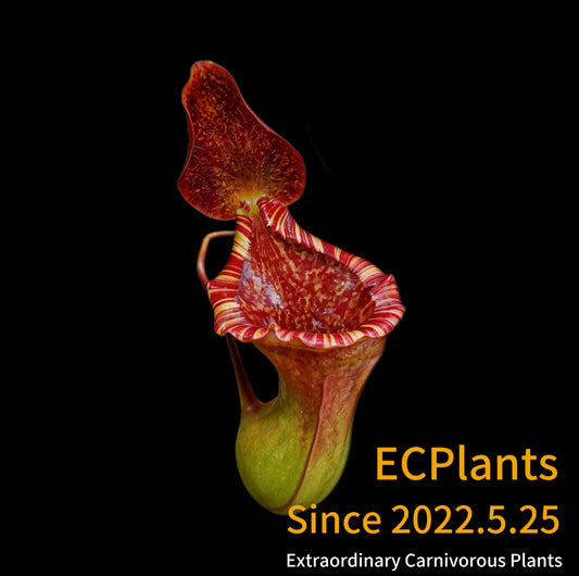 Nepenthes “Lowii” x “Ventricosa“- red
