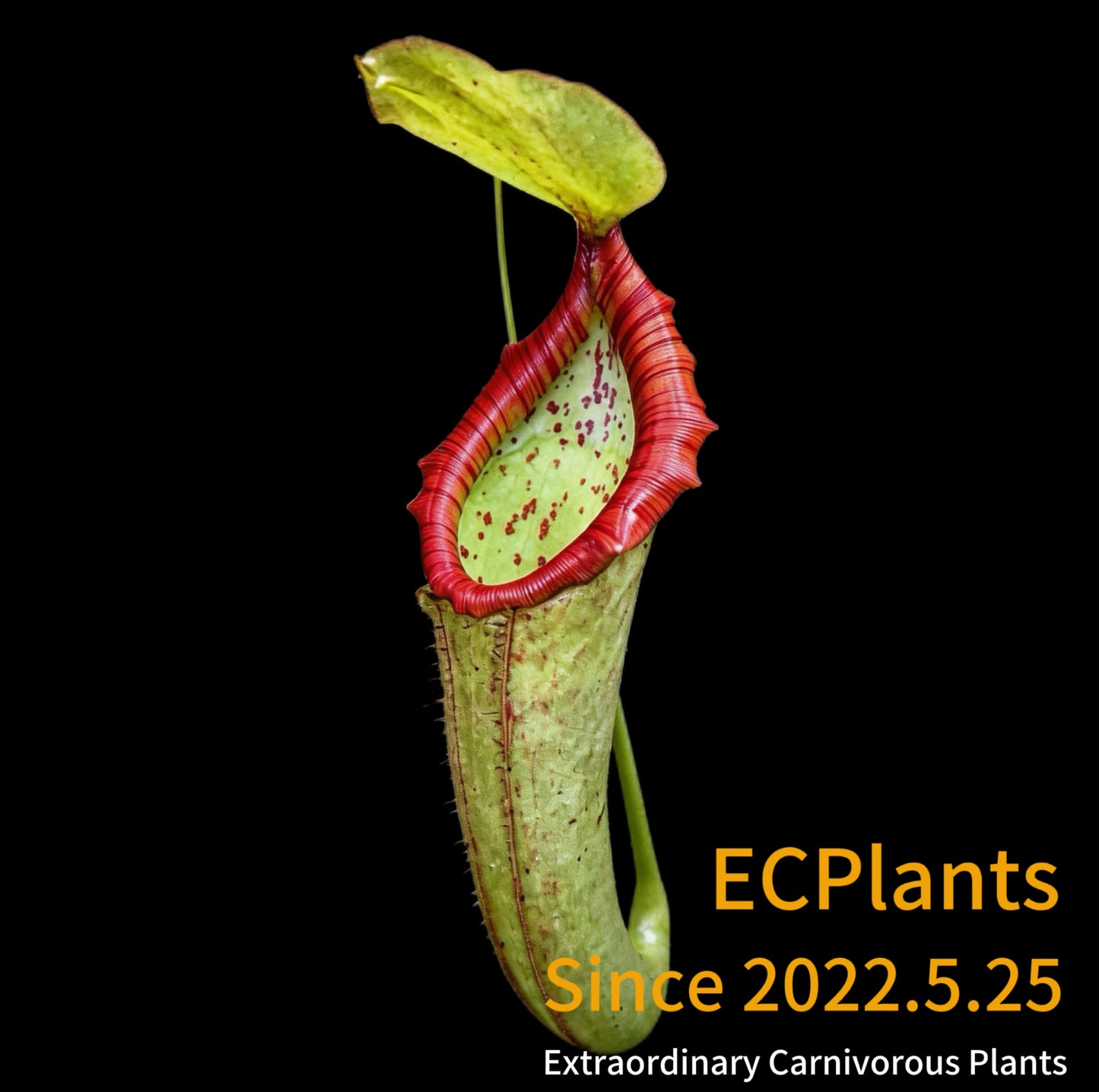 Nepenthes Miranda