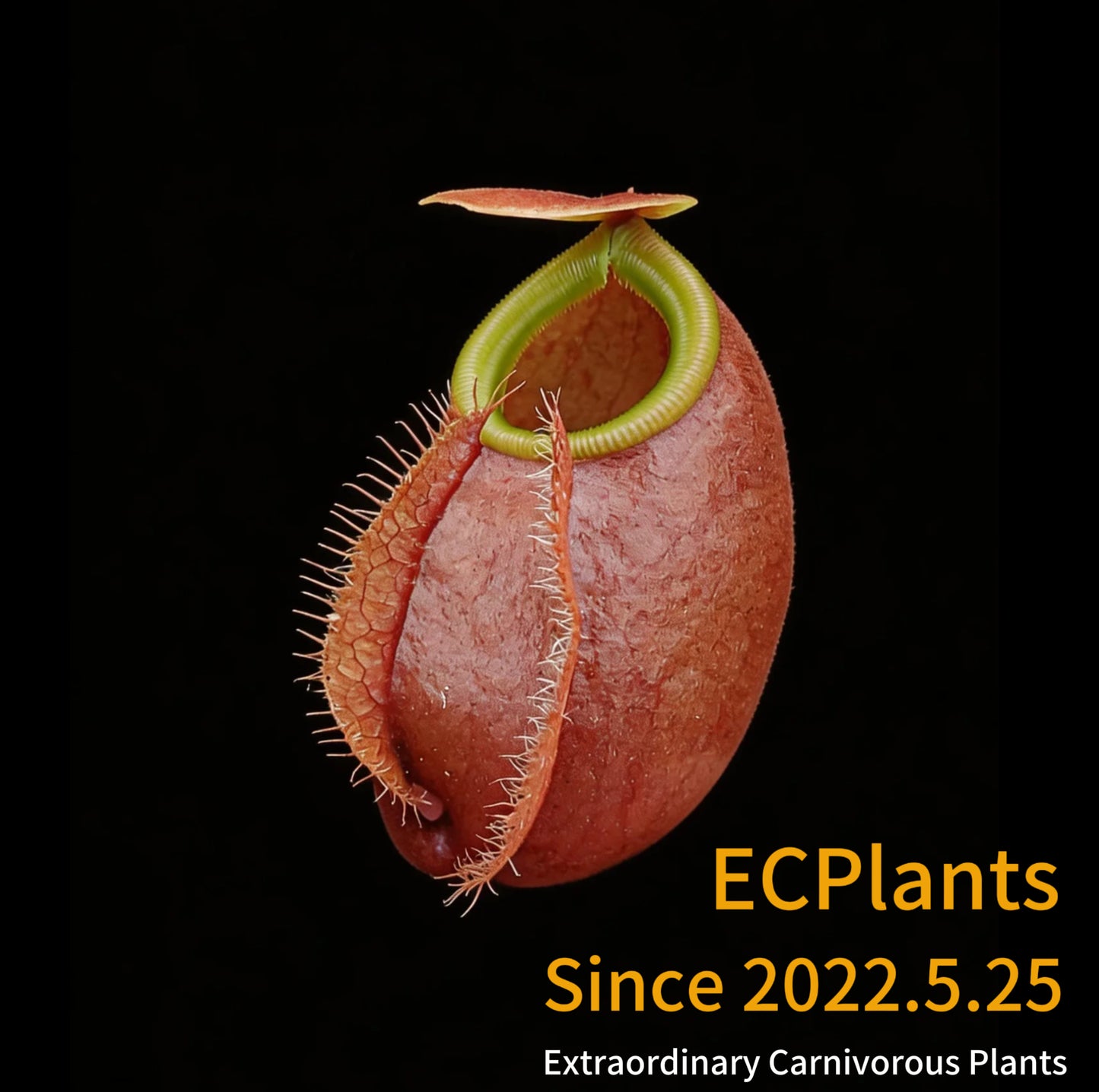 Nepenthes Bellii