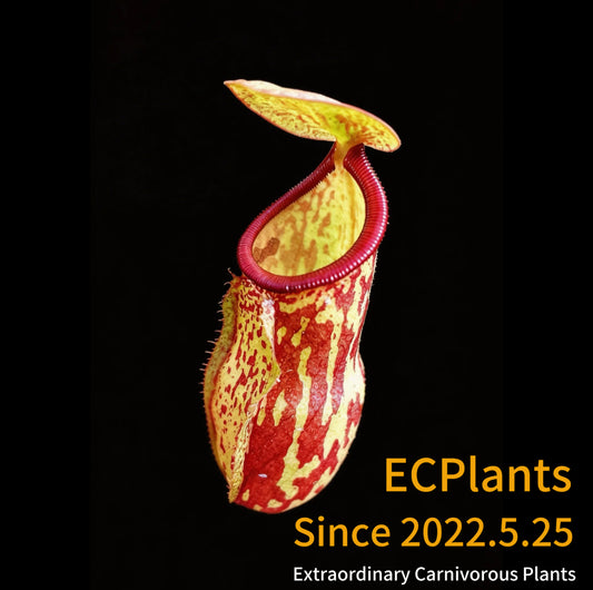Nepenthes Gaya