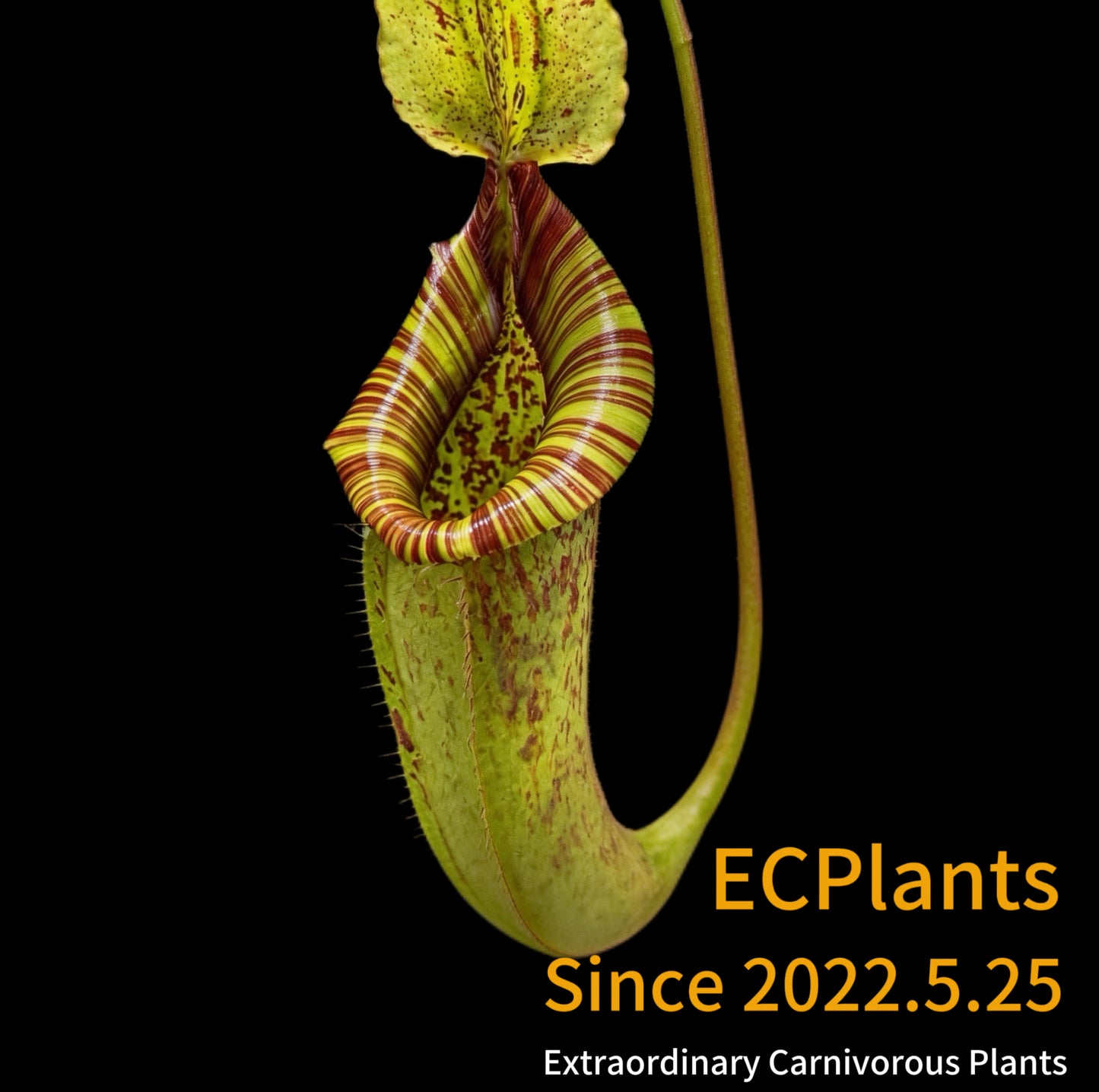 Nepenthes Dyeriana