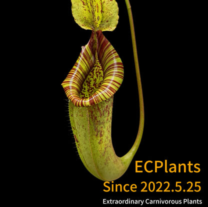 Nepenthes Dyeriana