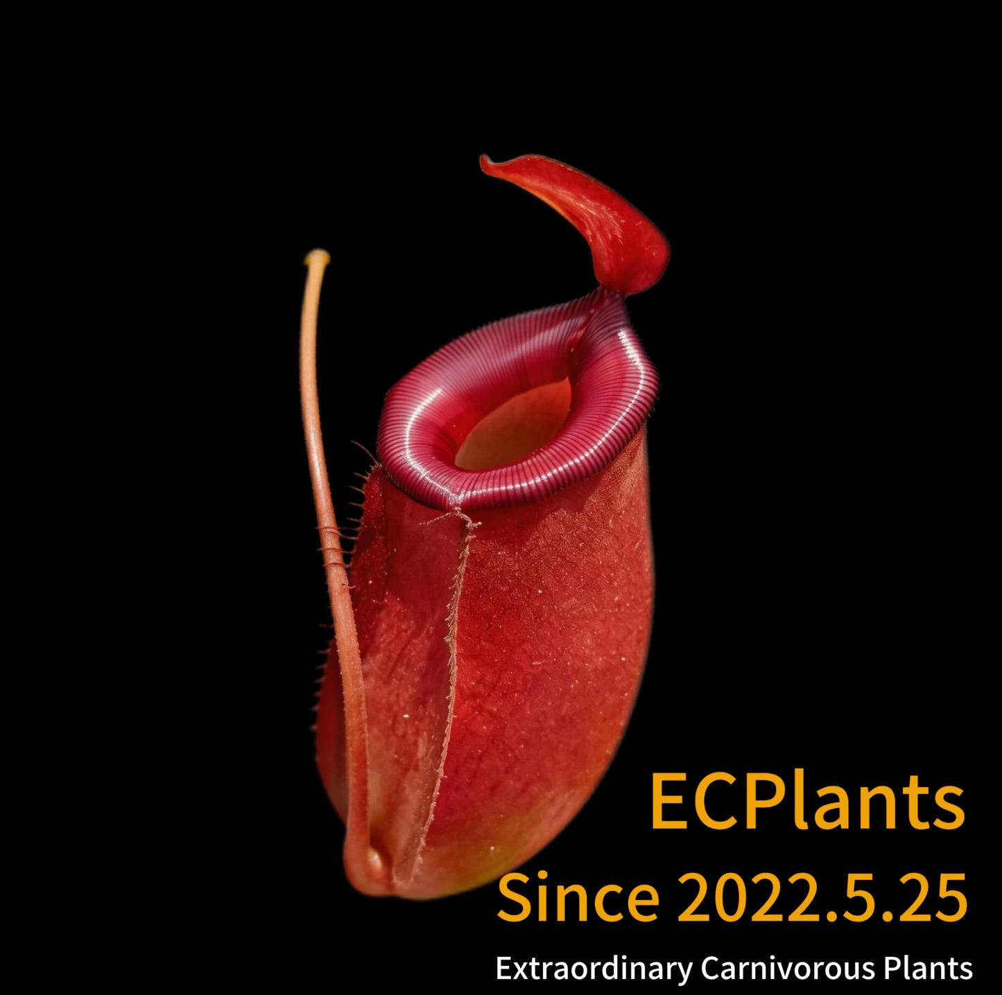 Nepenthes Bloody Mary