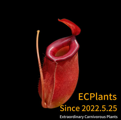 Nepenthes Bloody Mary