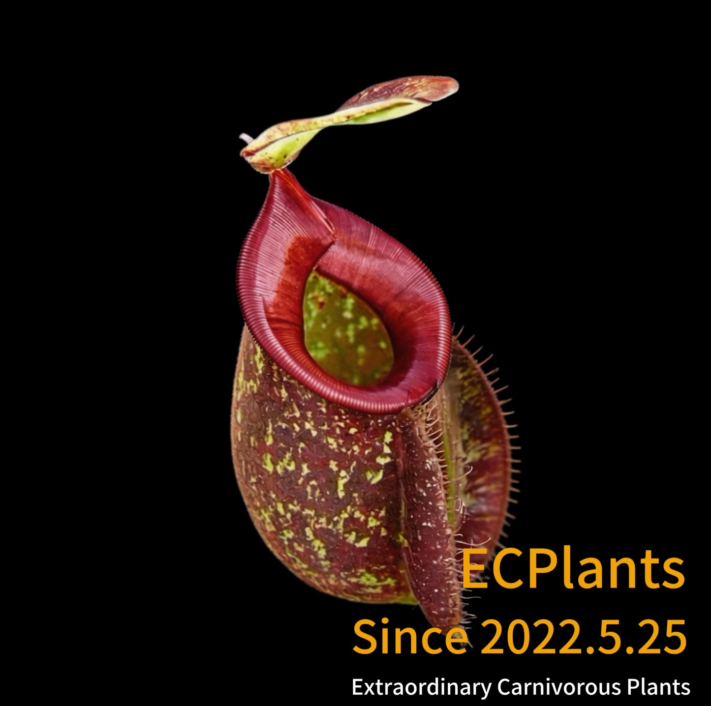 Nepenthes Hookeriana