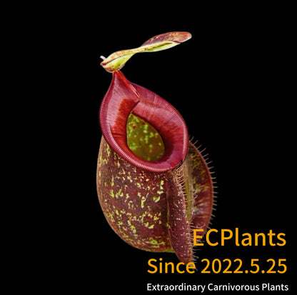 Nepenthes Hookeriana