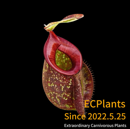 Nepenthes Hookeriana