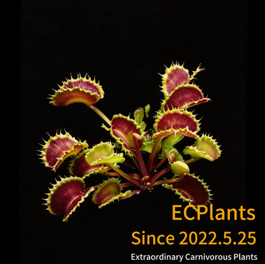 Dionaea Muscipula “Chinese Dumplings”