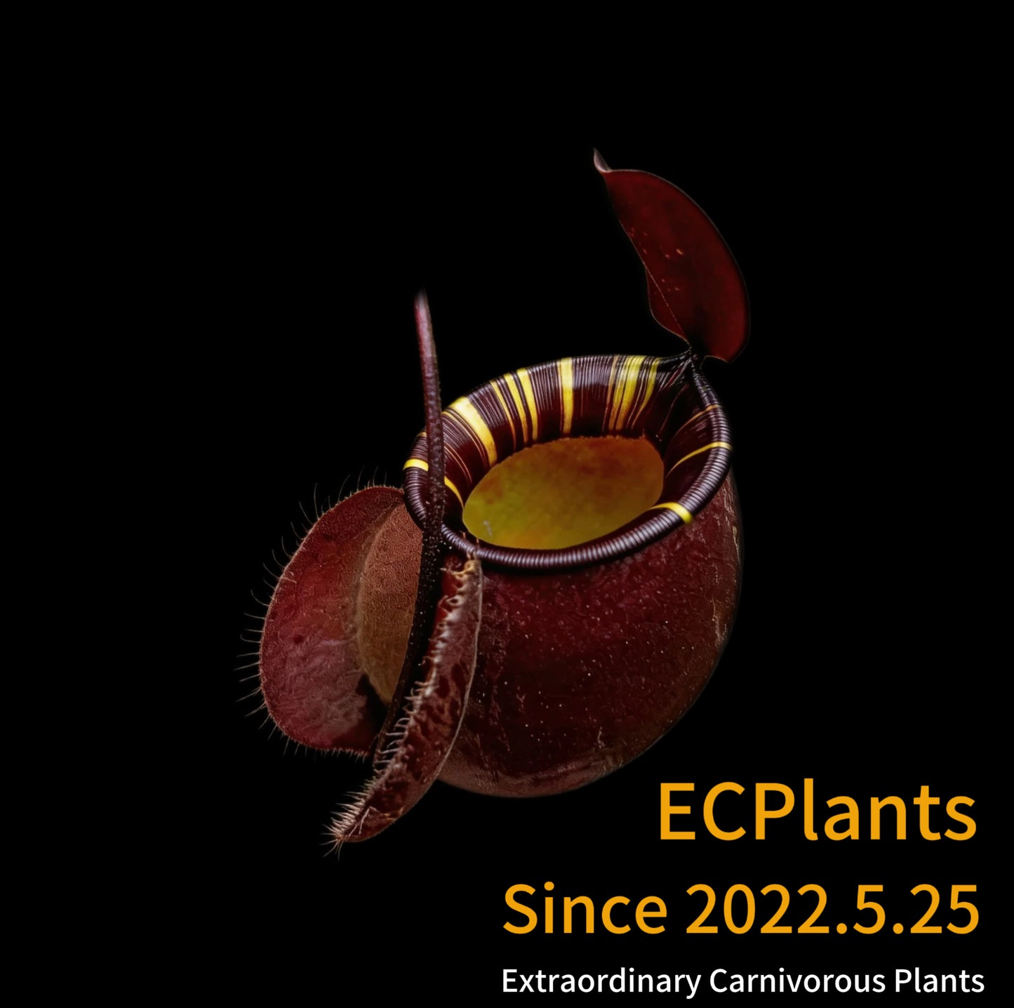 Nepenthes Mirabilis var.globosa（Viking）x Ampullaria black miracle