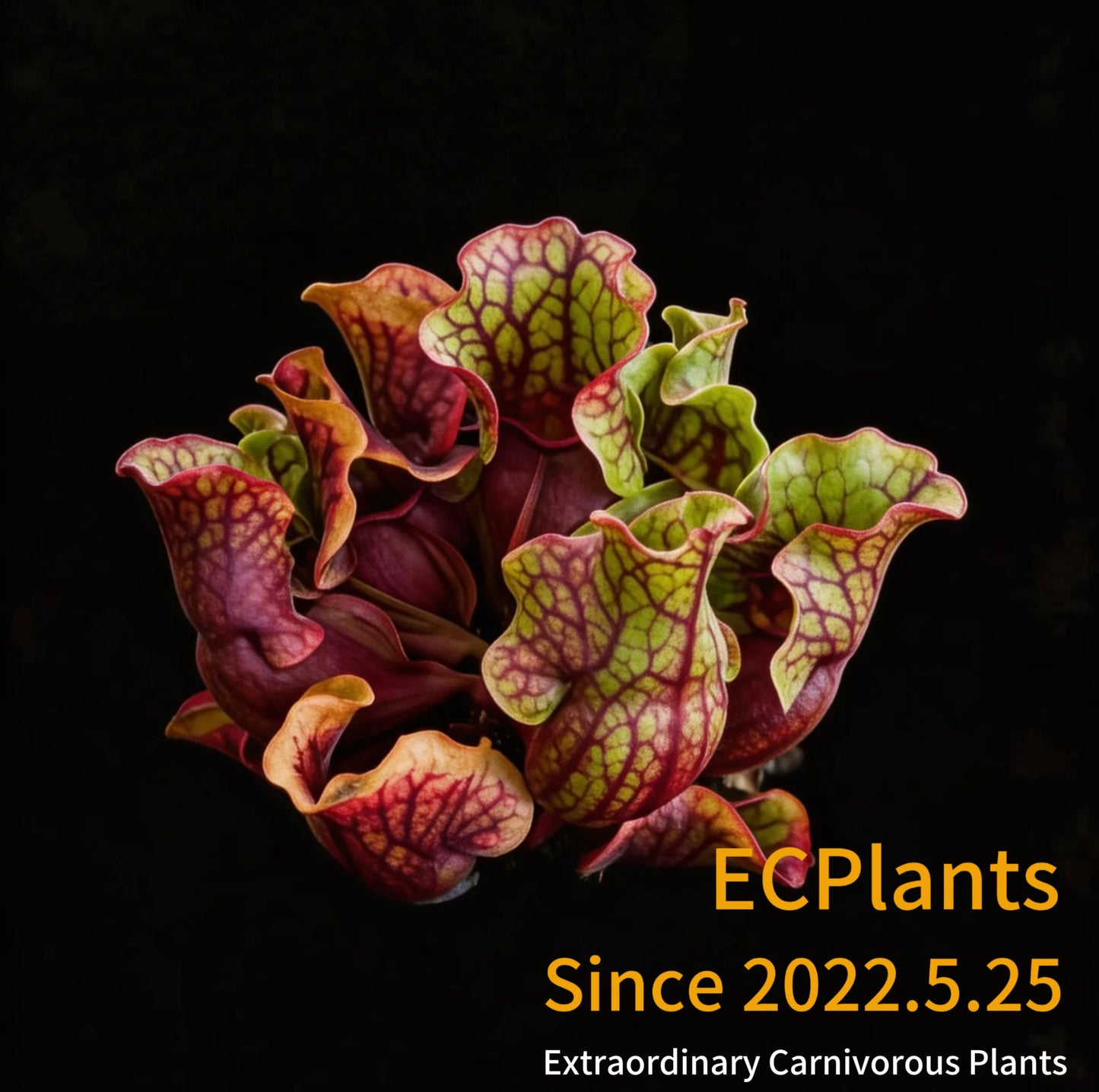 Sarracenia Purpurea