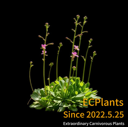Stylidium Debile