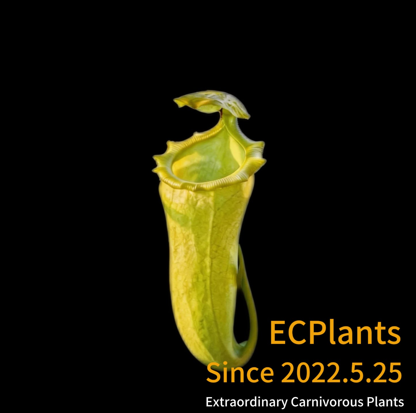 Nepenthes Campulata x Ventricosa