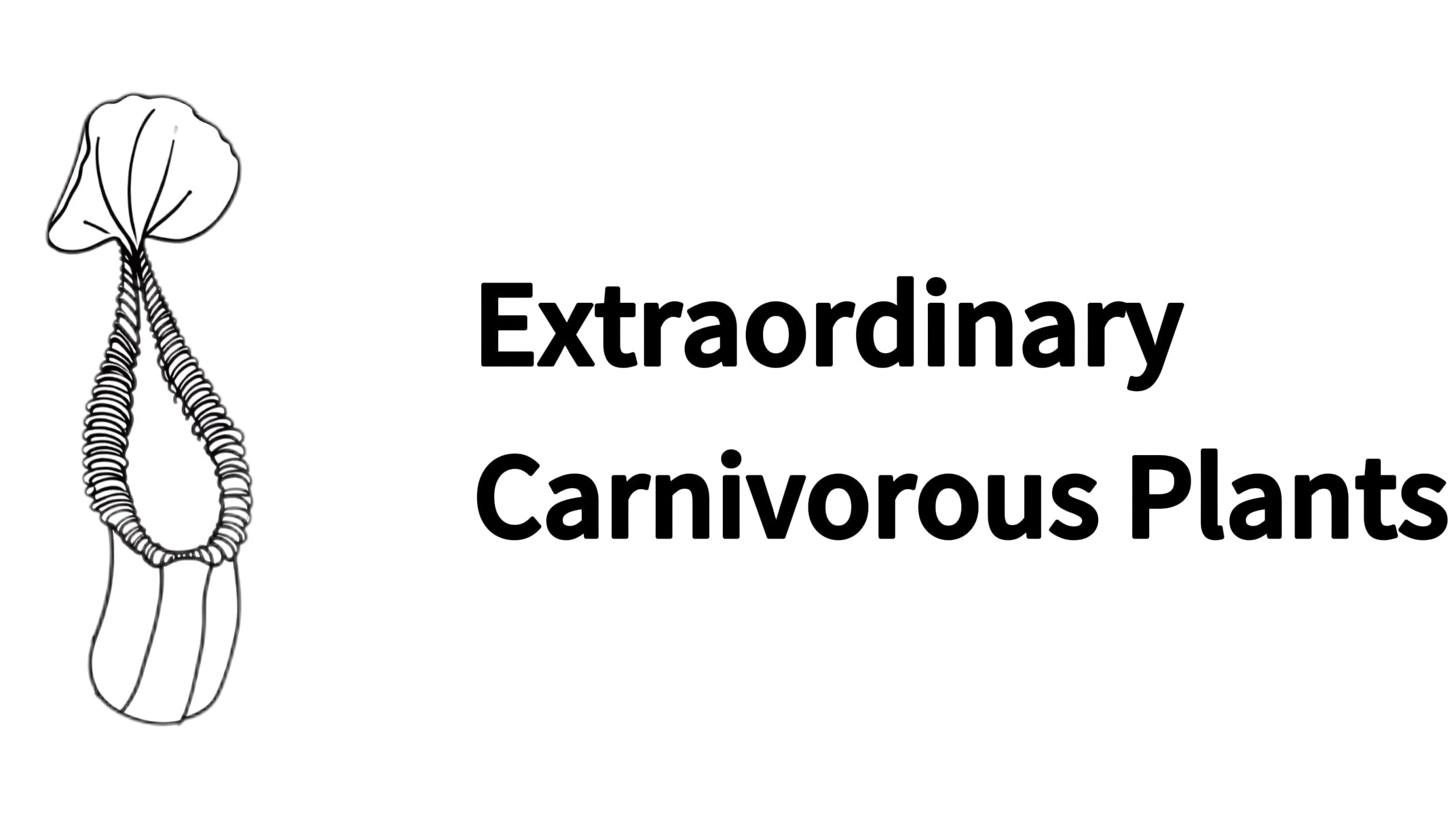 Nepenthes “Lowii” x “Ventricosa”- red – Extraordinary Carnivorous Plants